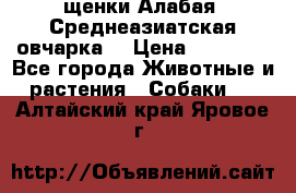 щенки Алабая (Среднеазиатская овчарка) › Цена ­ 15 000 - Все города Животные и растения » Собаки   . Алтайский край,Яровое г.